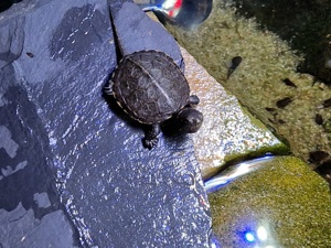 Europäische Sumpfschildkröte Emys orbicularis NZ 24