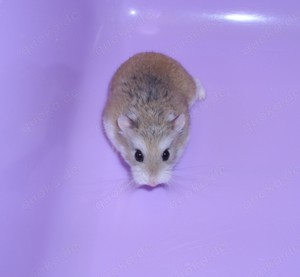 Roborowski Zwerghamster naturfarbend, Hamster Weibchen