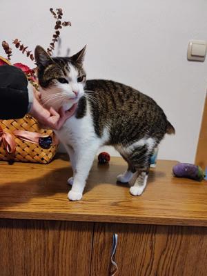 zutrauliche und verschmuste Katze Cleo liebt alles und jeden und sucht ein tolles Zuhause Bild 7