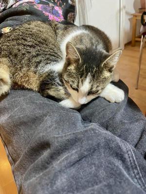 zutrauliche und verschmuste Katze Cleo liebt alles und jeden und sucht ein tolles Zuhause Bild 9