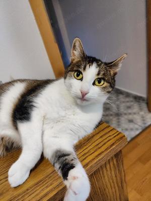 zutrauliche und verschmuste Katze Cleo liebt alles und jeden und sucht ein tolles Zuhause Bild 4
