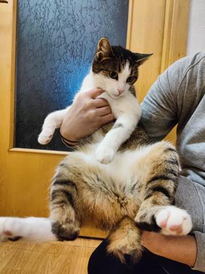 zutrauliche und verschmuste Katze Cleo liebt alles und jeden und sucht ein tolles Zuhause Bild 2