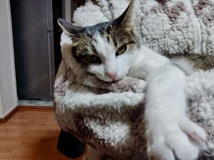 zutrauliche und verschmuste Katze Cleo liebt alles und jeden und sucht ein tolles Zuhause Bild 8