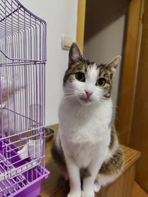 zutrauliche und verschmuste Katze Cleo liebt alles und jeden und sucht ein tolles Zuhause