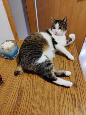 zutrauliche und verschmuste Katze Cleo liebt alles und jeden und sucht ein tolles Zuhause Bild 6