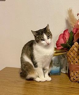 zutrauliche und verschmuste Katze Cleo liebt alles und jeden und sucht ein tolles Zuhause Bild 5