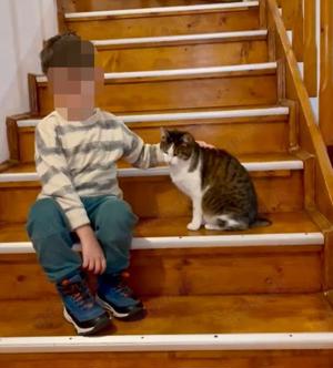 zutrauliche und verschmuste Katze Cleo liebt alles und jeden und sucht ein tolles Zuhause Bild 3