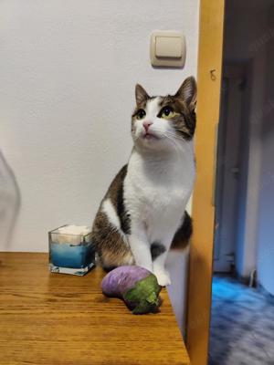 zutrauliche und verschmuste Katze Cleo liebt alles und jeden und sucht ein tolles Zuhause Bild 10