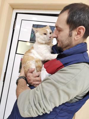 lieber großer Kater Mao (FIV+) möchte nur gehalten und gestreichelt werden