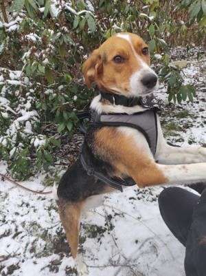 liebe, anhängliche, katzenfreundliche Mici sucht noch ein Zuhause (auf PS in Königsee)