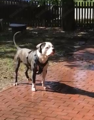 American Bully Spike 