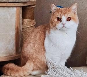 reinrassige BKH Katze mit Stammbaum, nicht kastriert, creme-weiß
