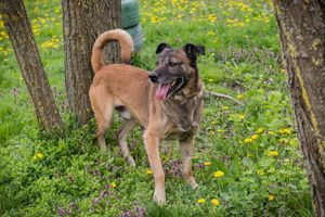 Powerpaket *SANTOS* sucht unternehmungslustige und hundeerfahrene Familie