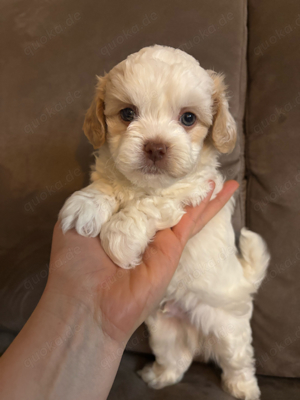 Maltipoo - Hunde & Welpen kaufen & verkaufen: Hundemarkt