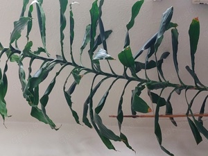 Drachenbaum 2m Dracaena 