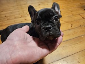 Französische Bulldogge Welpen  Bild 2