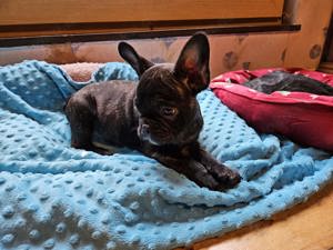 Französische Bulldogge Welpen  Bild 4