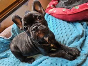 Französische Bulldogge Welpen  Bild 3