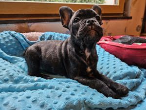 Französische Bulldogge Welpen  Bild 5