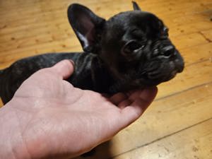 Französische Bulldogge Welpen  Bild 6