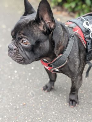 Französische Bulldogge Welpen  Bild 9