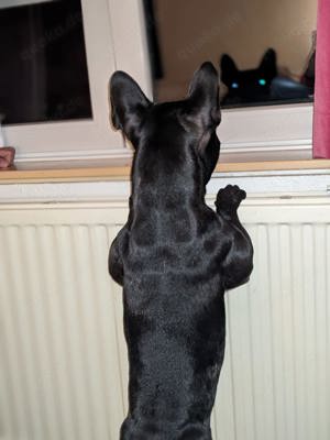 Französische Bulldogge Welpen  Bild 8