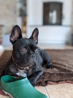 Französische Bulldogge Welpen  Bild 10