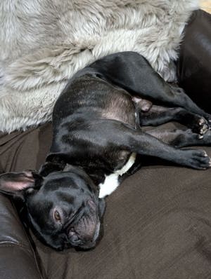 Französische Bulldogge Welpen  Bild 7