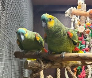 Blaustirnamazonen Geschwister