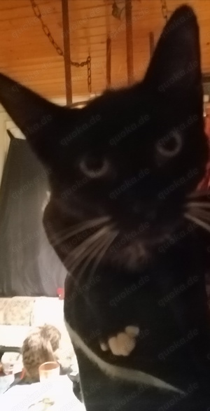 Katzen - kitten- super- süß :-) 