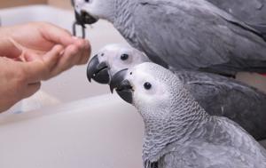 Intelligenter, handaufgezogener Graupapagei zu verkaufen
