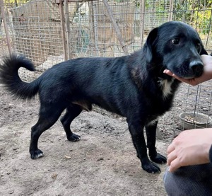 Seelenhund Mo sucht Halt und Liebe bei hundeerfahrenen und geduldigen Menschen Bild 9