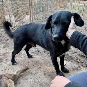 Seelenhund Mo sucht Halt und Liebe bei hundeerfahrenen und geduldigen Menschen Bild 5