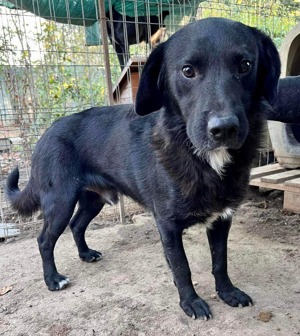 Seelenhund Mo sucht Halt und Liebe bei hundeerfahrenen und geduldigen Menschen Bild 6