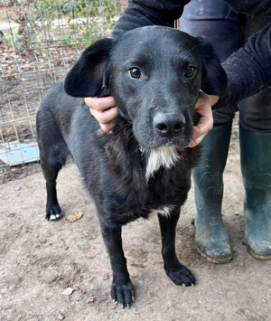 Seelenhund Mo sucht Halt und Liebe bei hundeerfahrenen und geduldigen Menschen Bild 8