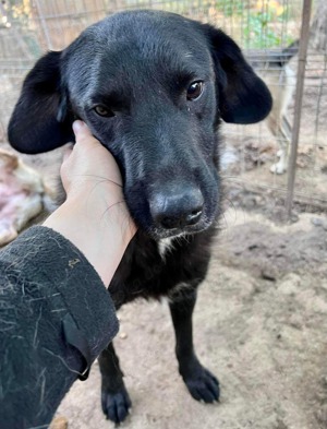 Seelenhund Mo sucht Halt und Liebe bei hundeerfahrenen und geduldigen Menschen Bild 7