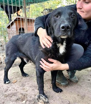 Seelenhund Mo sucht Halt und Liebe bei hundeerfahrenen und geduldigen Menschen Bild 4