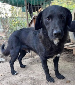 Seelenhund Mo sucht Halt und Liebe bei hundeerfahrenen und geduldigen Menschen Bild 2