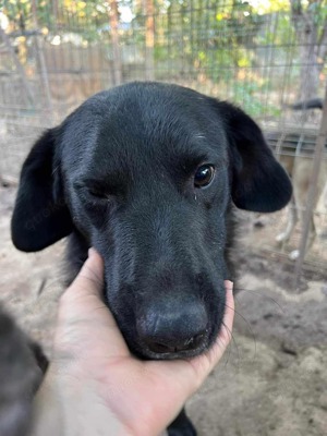Seelenhund Mo sucht Halt und Liebe bei hundeerfahrenen und geduldigen Menschen