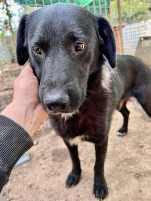 Seelenhund Mo sucht Halt und Liebe bei hundeerfahrenen und geduldigen Menschen Bild 10