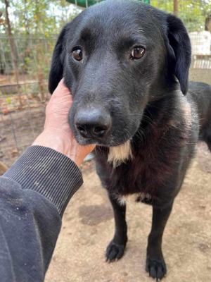 Seelenhund Mo sucht Halt und Liebe bei hundeerfahrenen und geduldigen Menschen Bild 3