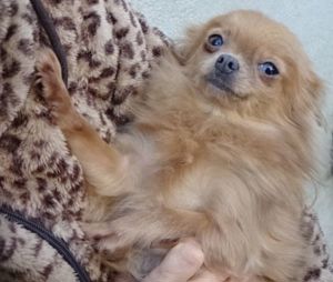 Süße Pomchi Hündin sucht Kuschelplatz 