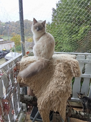 Deckkater reinrassig Neva Masquerade 