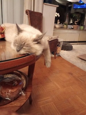 Deckkater reinrassig Neva Masquerade  Bild 3