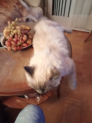 Deckkater reinrassig Neva Masquerade  Bild 5