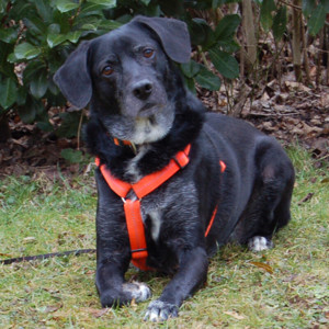 Graciella - 8 Jahre - Labrador Mix - Tierhilfe Franken e.V.