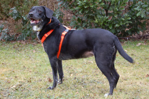 Graciella, 8 Jahre - Labrador-Mix - Tierhilfe Franken e.V.
