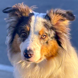 Alfred - Australian Shepherd - 2 Jahre - Tierhilfe Franken e.V.