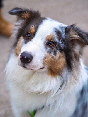 Alfred, 2 Jahre - Australian Shepherd - Tierhilfe Franken e.V.