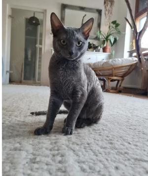 Bezaubernde Cornish Rex-Hündin sucht ein neues Zuhause